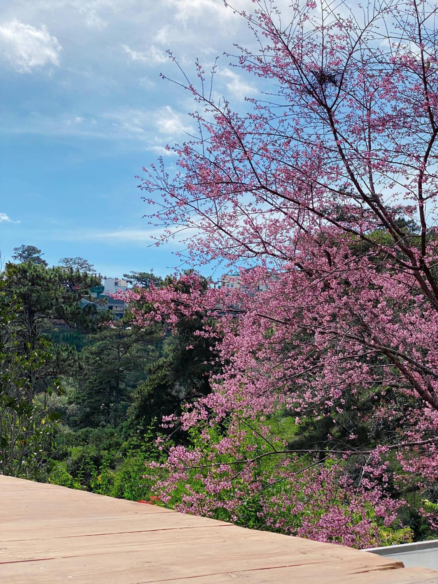 Dalat Memories Homestay - Pho Suong Mo Da Lat Exterior foto